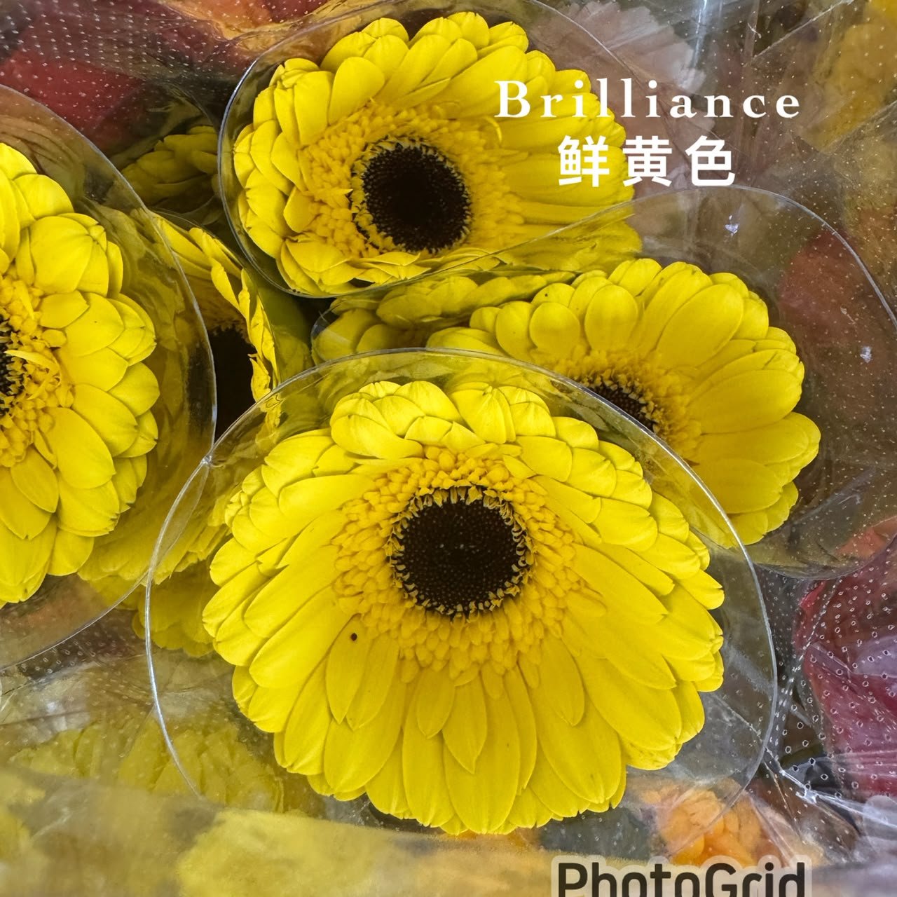 YELLOW BRILLIANCE