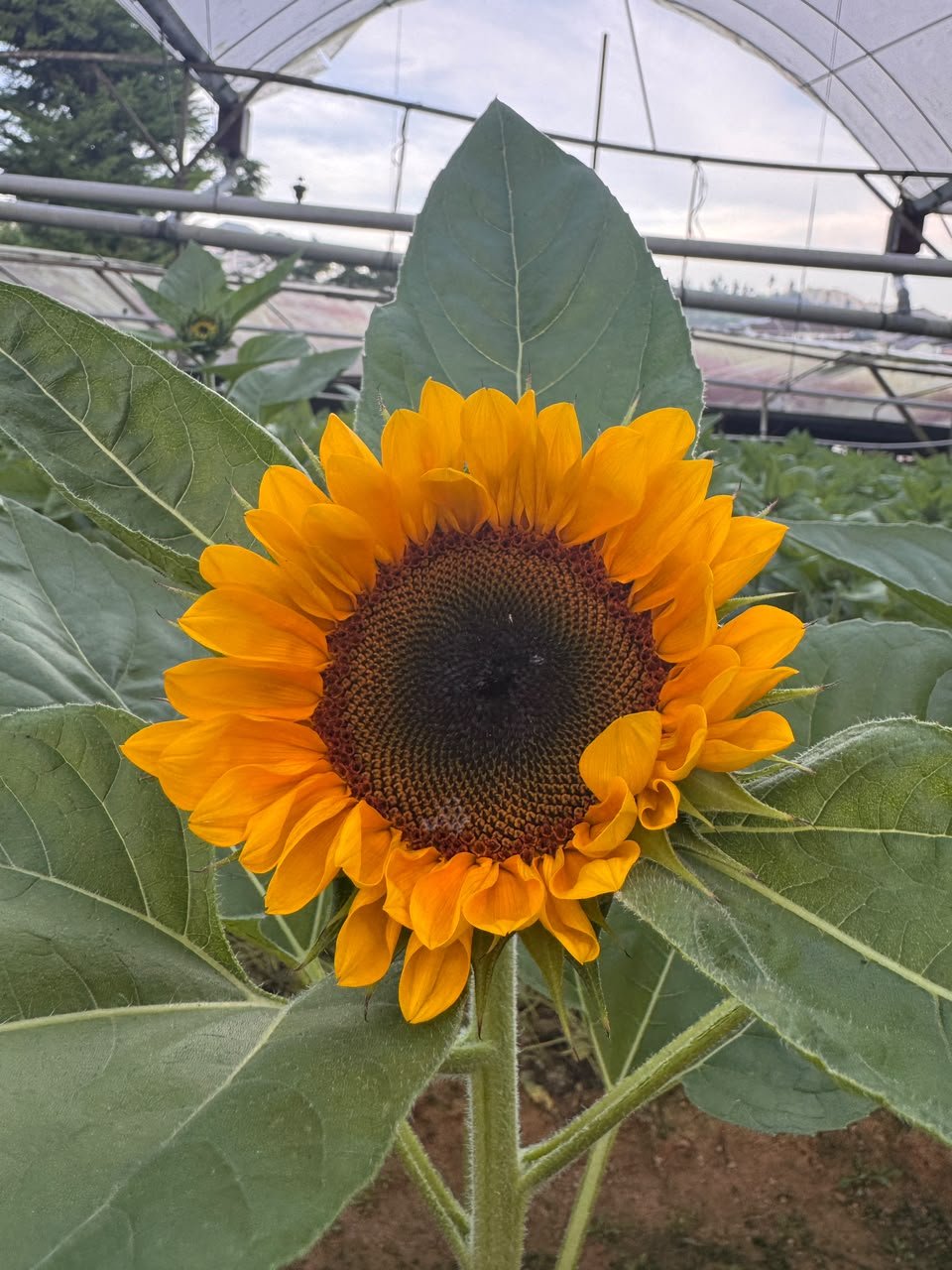 sunflower