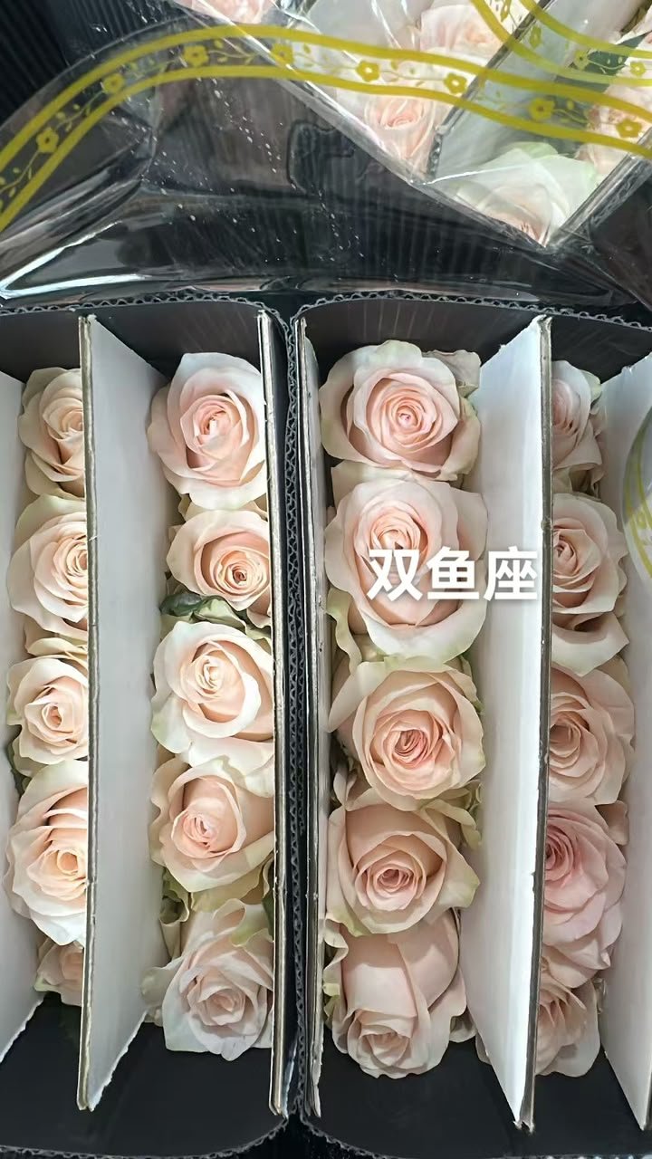 双鱼座