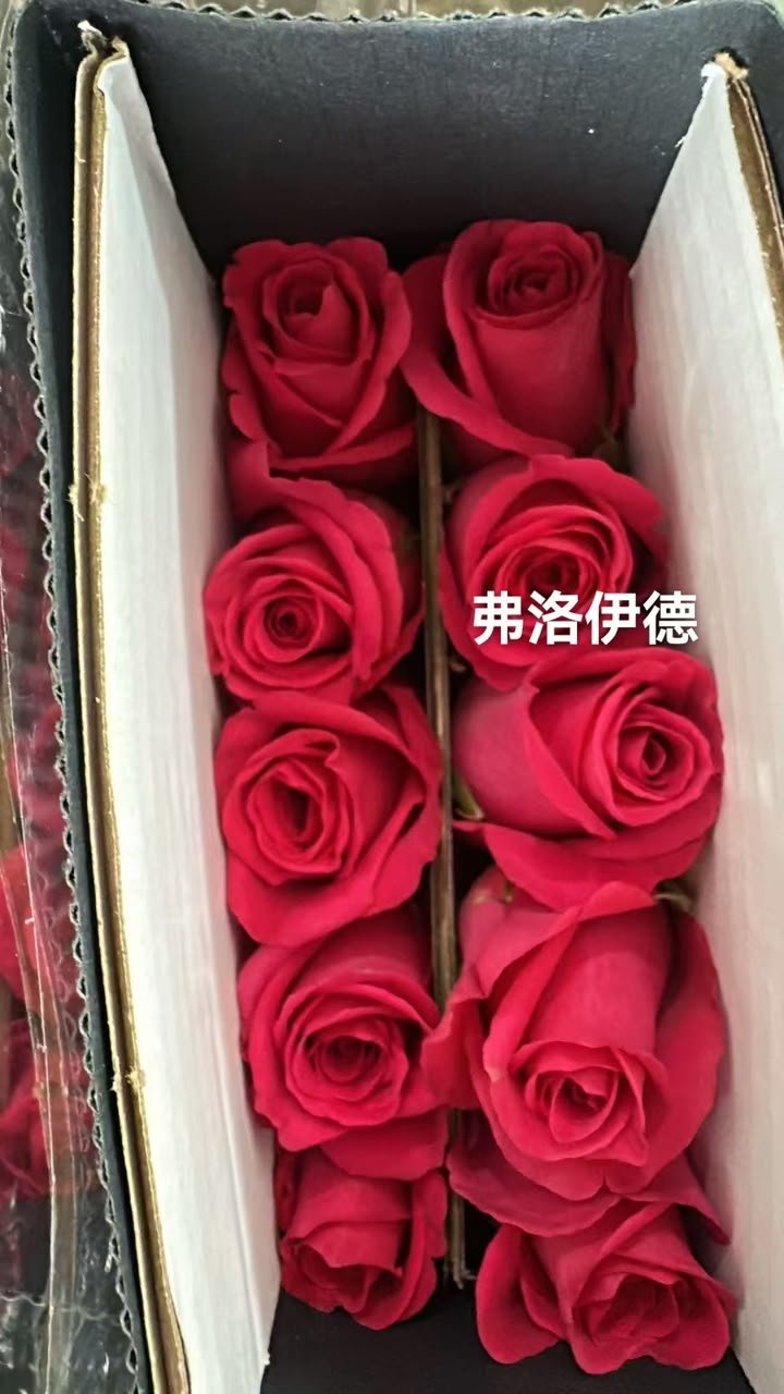 弗洛伊德