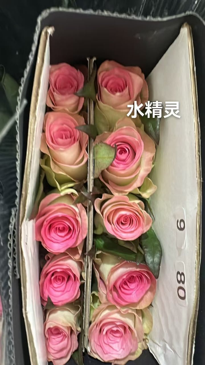 水精灵