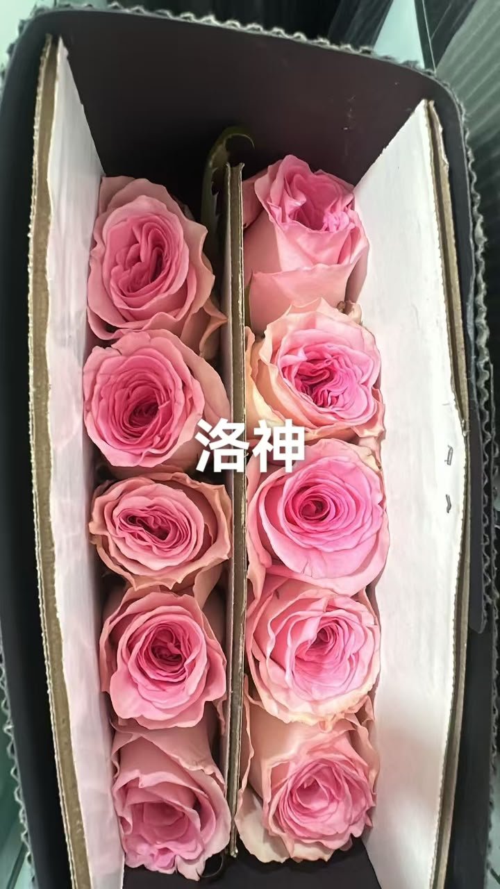 洛神
