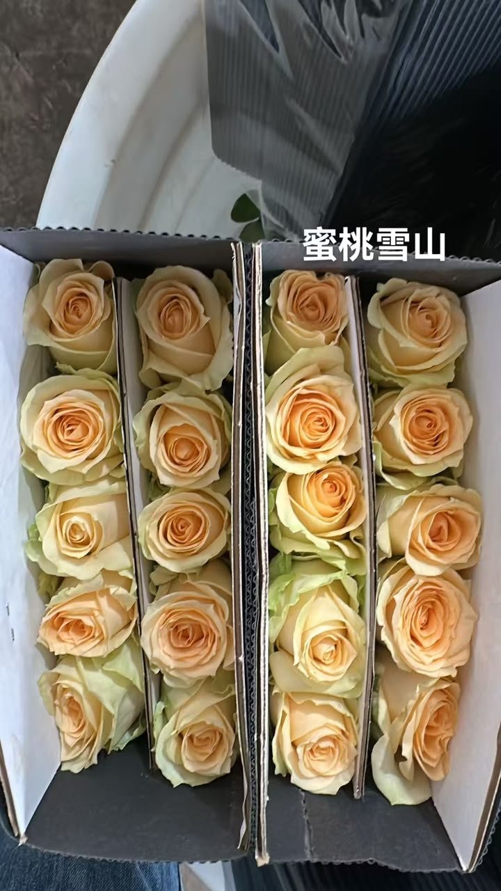 蜜桃雪山