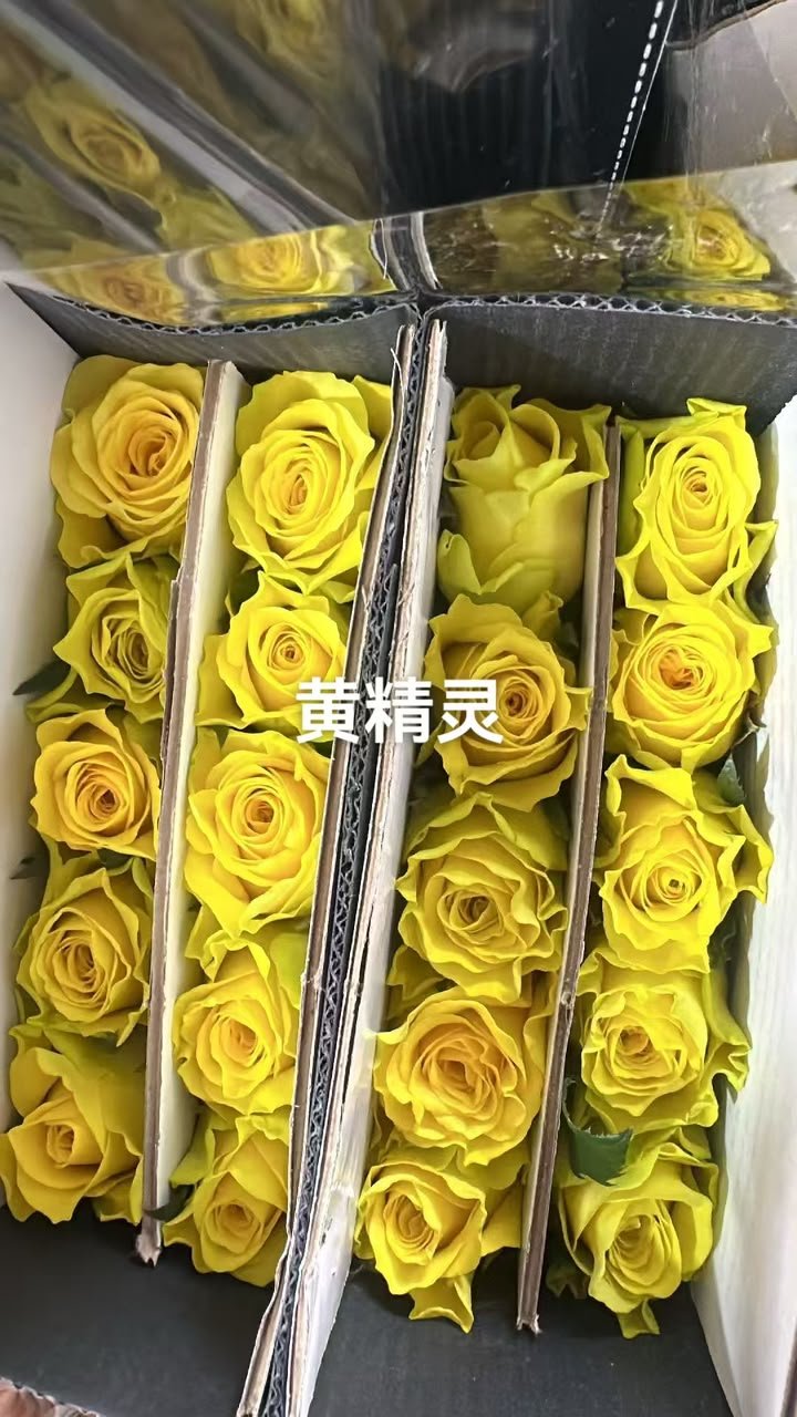 黄精灵